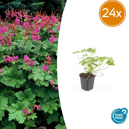 Buitenplant 24x Geranium macrorrhizum 'Czakor' - Bloeiend - Pot Ø 9cm Hoogte ↕ 10-25cm