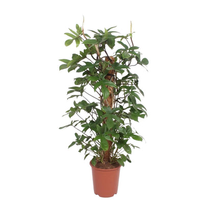 XL kamerplant - Philodendron Pedatum - Pot Ø 27cm Hoogte ↕ 130cm