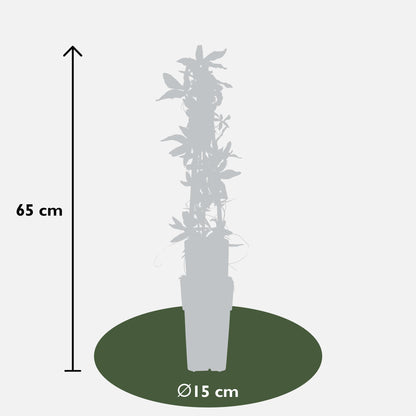 Buitenplant - Passiflora caerulea - Bloeiend - Pot Ø 15cm Hoogte ↕ 65cm