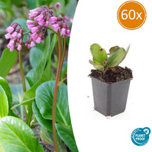 Buitenplant 60x Bergenia cordifolia 'Herbstblüte' - Bloeiend - Pot Ø 9cm Hoogte ↕ 10-25cm
