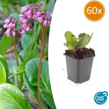 Buitenplant 60x Bergenia cordifolia 'Herbstblüte' - Bloeiend - Pot Ø 9cm Hoogte ↕ 10-25cm