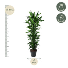 Kamerplant - Dracaena Janet Lind vertakt - Pot Ø 34cm Hoogte ↕ 170cm