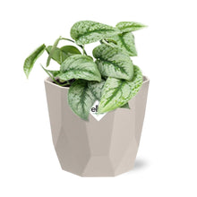 Kamerplant - Scindapsus Pictus 'Trebie' - Hangplant - Pot Ø 14cm