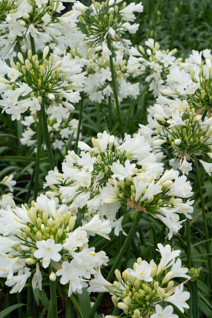 Buitenplant - Agapanthus 'Ever White' - Bloeiend - Pot Ø 19cm Hoogte ↕ 30cm