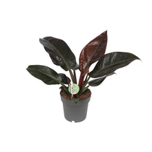 Kamerplant - Philodendron Imperial Red - Pot Ø 19cm Hoogte ↕ 55cm