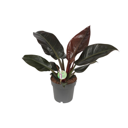 Kamerplant - Philodendron Imperial Red - Pot Ø 19cm Hoogte ↕ 55cm