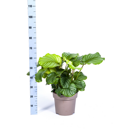 Kamerplant - Calathea Orbifolia - Pot Ø 27cm Hoogte ↕ 70-90cm