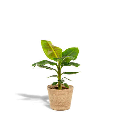 Kamerplant - Musa Dwarf Cavendish - Inclusief mand - Pot Ø 21cm Hoogte ↕ 90cm