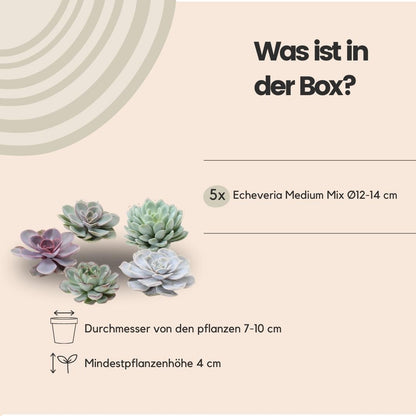 Kamerplant - ROOTLESS Echeveria Medium Mix GIY Box
