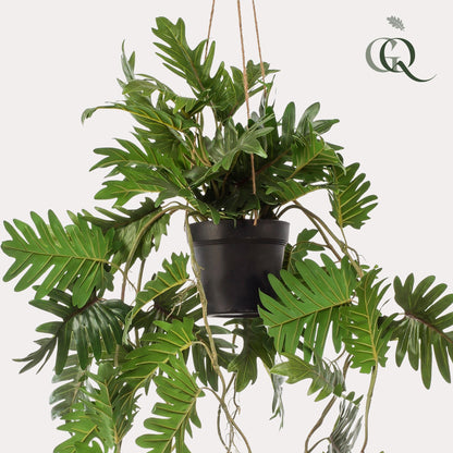 Kunstplant - Philodendron Klimmende boomliefhebber - Hoogte ↕ 80cm