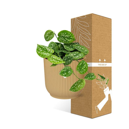 Kamerplant - Scindapsus Pictus 'Argyraeus' - Pot Ø 14cm