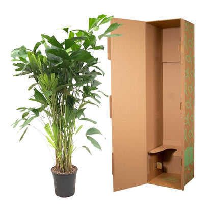 XL kamerplant - Caryota Mitis - Pot Ø 24cm Hoogte ↕ 150cm