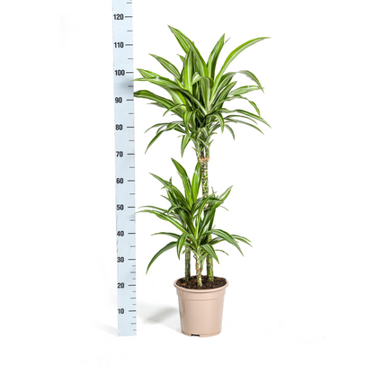 Kamerplant - Dracaena Deremensis White Stripe - Luchtzuiverend - Pot Ø 21cm Hoogte ↕ 90-110cm