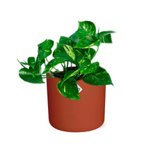 Kamerplant - Epipremnum Pinnatum 'Aureum' - Inclusief sierpot - Pot Ø 14cm