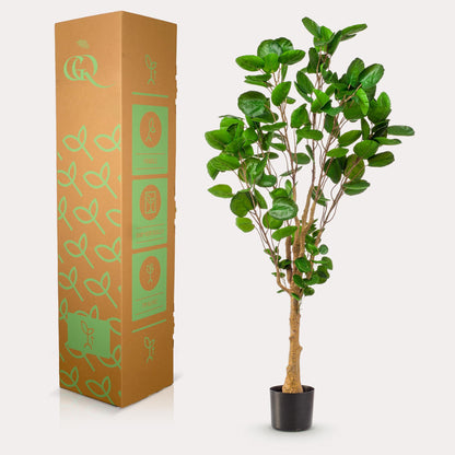XL Kunstplant - Polyscias Aralia - Hoogte ↕ 150cm