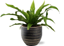 Kamerplant - Asplenium Antiquum - Inclusief Pot - Pot Ø 12cm Hoogte ↕ 25cm