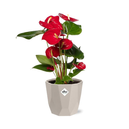 Kamerplant - Anthurium Red - Bloeiend - Pot Ø 12cm