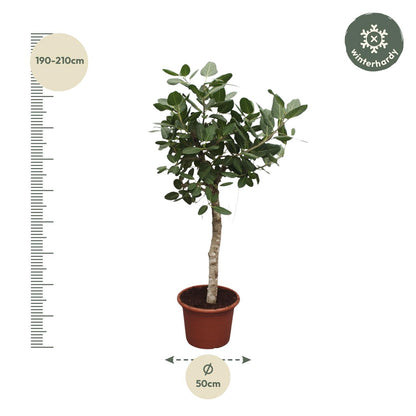 XL Kamerplant - Ficus Benghalensis - Pot Ø 50cm Hoogte ↕ 200cm
