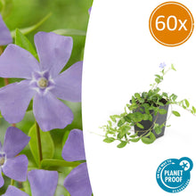Buitenplant 60x Vinca minor - Pot Ø 9cm Hoogte ↕ 10-25cm