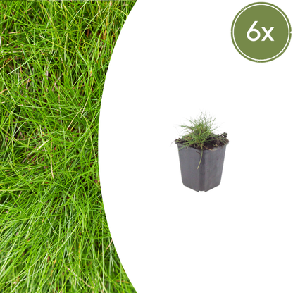 Buitenplant 6x Festuca gautieri - Pot Ø 9cm Hoogte ↕ 10-25cm