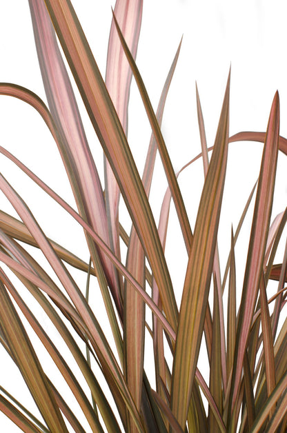 Buitenplant - Phormium 'Pink Flamingo' - Pot Ø 14cm Hoogte ↕ 50cm