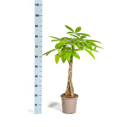 Kamerplant - Pachira Aquatica - Pot Ø 19cm Hoogte ↕ 70-90cm