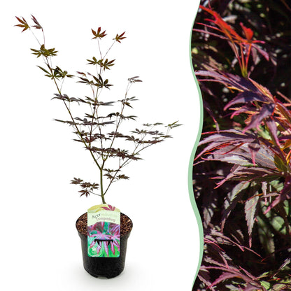 Buitenplant - Acer palmatum Trompenburg - Bladverliezend - Pot Ø 19cm Hoogte ↕ 70cm