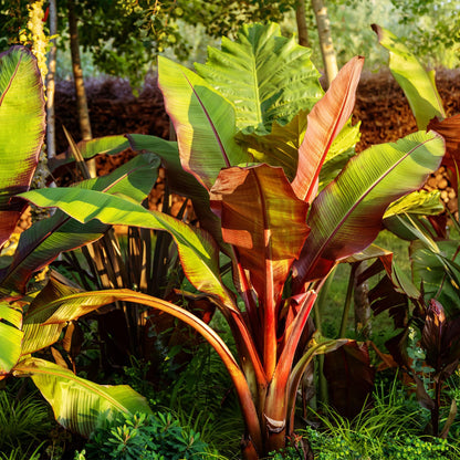 Buitenplant 4x Ensete ventricosum Maurelli - Winterhard - Pot Ø 17cm Hoogte ↕ 40cm