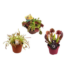 Kamerplant 3x Vleesetende planten mix - Pot Ø 12cm Hoogte ↕ 12-23cm