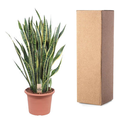 Kamerplant - Sansevieria Laurentii - Pot Ø 35cm Hoogte ↕ 100cm