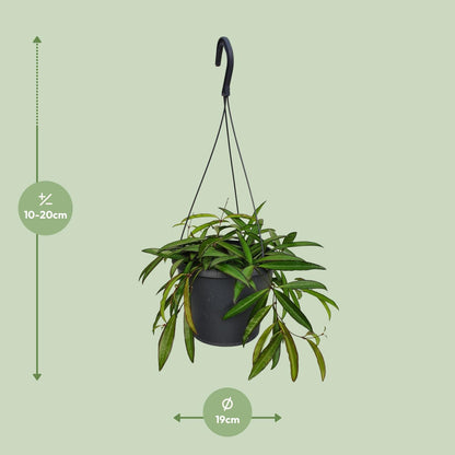 Kamerplant - Hoya Weyetii - Pot Ø 19cm Hoogte ↕ 20cm