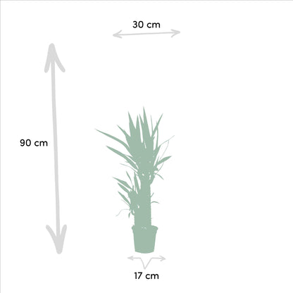 Kamerplanten - Dracaena ↕ 70cm + Yucca ↕ 90cm - Pot Ø 17cm