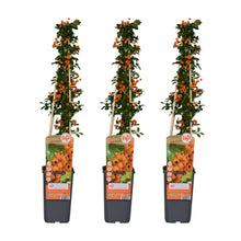 Buitenplant 3x Pyracantha 'Soleil d'Or' - Pot Ø 15cm Hoogte ↕ 65cm