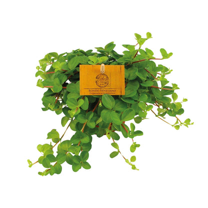 Kamerplant - Peperomia Rotundifolia - Pot Ø 11cm Hoogte ↕ 15cm