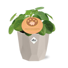 Kamerplant - Pilea Peperomioides - Inclusief sierpot - Pot Ø 12cm
