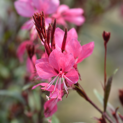 Buitenplant 48x Gaura lindheimeri 'Siskiyou Pink' - Bloeiend - Pot Ø 9cm Hoogte ↕ 10-25cm