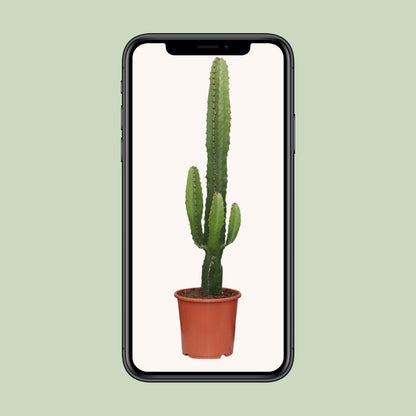 Kamerplant - Euphorbia Acrurensis - Pot Ø 17cm Hoogte ↕ 50cm