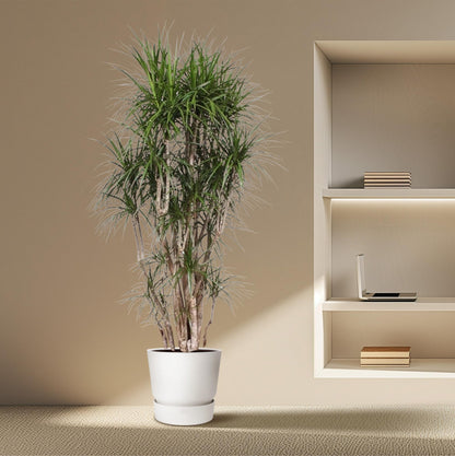 Kamerplant - Dracaena Marginata vertakt - Pot Ø 40cm Hoogte ↕ 220cm