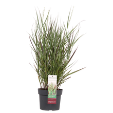 Buitenplant - Panicum virgatum 'Cheyenne Sky' - Pot Ø 19cm Hoogte ↕ 50cm