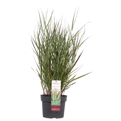 Buitenplant - Panicum virgatum 'Cheyenne Sky' - Pot Ø 19cm Hoogte ↕ 50cm