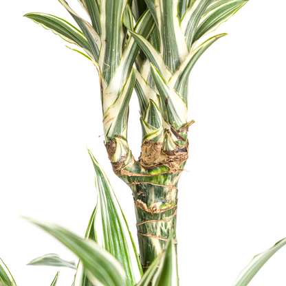 Kamerplant - Dracaena Deremensis White Stripe - Luchtzuiverend - Pot Ø 24cm Hoogte ↕ 130-150cm