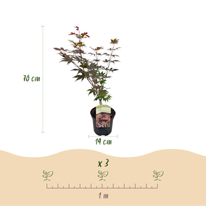 Buitenplant - Acer palmatum Atropurpureum - Paars, Bladverliezend - Pot Ø 19cm Hoogte ↕ 70cm