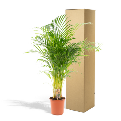 Kamerplant - Dypsis Lutescens (Areca Palm) - Hoogte ↕ 12-230cm