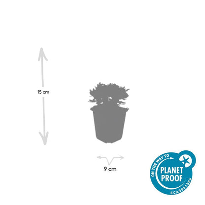 Buitenplant 6x Potentilla tridentata 'Nuuk' - Winterhard - Pot Ø 9cm Hoogte ↕ 10-25cm