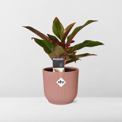 Kamerplant - Aglaonema Crete - Pot Ø 14cm