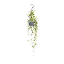 Kamerplant - Ceropegia Linearis 'Iris' - Hangplant - Pot Ø 14cm Hoogte ↕ 38cm