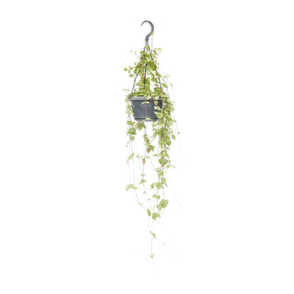 Kamerplant - Ceropegia Linearis 'Iris' - Hangplant - Pot Ø 14cm Hoogte ↕ 38cm