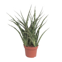 Kamerplant - Sansevieria Fernwood Punk - Pot Ø 12cm Hoogte ↕ 35cm