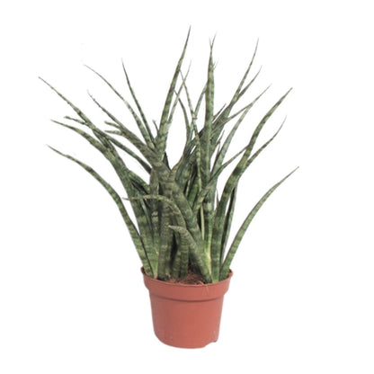 Kamerplant - Sansevieria Fernwood Punk - Pot Ø 12cm Hoogte ↕ 35cm