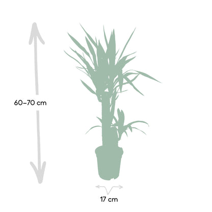 Kamerplant - Yucca Elephantipes - Pot Ø 17cm Hoogte ↕ 85cm